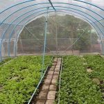 Why Using a Grow Tent is the Best Choice for Your Needs
