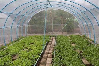 Why Using a Grow Tent is the Best Choice for Your Needs