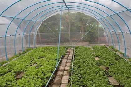 Why Using a Grow Tent is the Best Choice for Your Needs