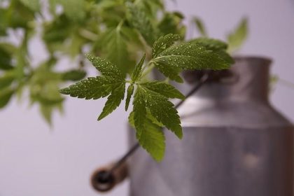 Will delta 8 hemp moon rock get you high? When it comes to the range of CBD and hemp, we all get stuck on one question. And that is will this product get me high? We all are worried that the THC content will make us addicts. But the worry in the first place is right. So it is always good to check up on new things before you try delta 8. Knowing all the lows and highs and depth and extreme of a product lets you extract more out of a good. Today we will be trying to analyze delta 8 hemp moon rocks on the same basis. If you are a user of cannabis Sativa, then moon rocks are not new for you. But if they are fresh for you, soon they will not be. Source: pixaby.com At a glance Looking at quick facts about delta 8 THC, they are extracted from plants of Cannabis Sativa. They can get you high for a small duration, just like traditional THC. Delta 8 THC is high in demand and an essential part of discussion these days. These are legal to a percentage of 0.3%. Any proportion more than 0.3% derived from hemp plants is illegal. These are effective for medicinal purposes as well. They can give you similar feelings to traditional THC with lesser intensity. Products containing delta 8 THC, such as delta 8 hemp moon rocks, can be expensive. However, there are also better alternatives available in the market. They can give the same experience and are more affordable than moon rocks. What is delta 8 hemp moon rock? Delta 8 hemp moon rocks are one of the most debatable products of CBD. Moon rocks are smoking derivatives combined with CBD and CBG. These are flower buds of hemp plants. And they are sprayed with Delta 8 THC and rolled in a kief. The kief can contain either CBD or CBG, or sometimes it includes a combination of both of them. Delta 8 hemp moon rocks are known for their enjoyable experience. It gives a blended feel of several cannabinoids altogether. Generally, it is suggested to get versed with Delta 8 THC before trying Delta 8 hemp moon rocks. They provide a better smoking experience than regular CBD products and are high in demand. It makes hemp moon rocks experience. Well, as expenses step in with demand, alternatives can be seen too. If you are also finding moon rocks experience more than usual, try Delta 8 THC vapes or high dosage gummies for similar experiences. Source: pixaby.com What is delta 8 THC? Delta 8 THC is a derivative of cannabis, Sativa or marijuana, or hemp. It has a natural existence. But these days, it can be formed by converting CBD or Delta 9 THC. The conversion involves a series of chemical reactions. The chemical reaction uses heat, catalysts, solvents, and methods to alter the pH environment. They are scientifically known as tetrahydrocannabinol. It is an isomer of cannabidiol and Delta 9 tetrahydrocannabinol. The chemical formula is C21H30O2. Delta 9 THC can often be used combined with Delta 9. But Delta 9 THC has several side effects. However, it is good to know that Delta 8 THC hardly has a side effect. It instead has a medical affinity. Does delta-8 hemp moon rock get you high? Moon rocks are potentially substantial, and they can get you high. However, as soon as you try them, you will start to feel a pleasant sensation. Eventually, it provides psychoactive sensations too. Delta 8 hemp moon rocks are guaranteed to get you high. Yes, you heard it right. They provide you with a great smoking experience plus recreational benefits. And you will experience it in just a few minutes after the first hit. Keeping in mind As they can get you high, you need to use them with care. If your body is not aware of Delta 8 THC or hemp moon rocks, it is suggested to take it slow. Take small quantities in the beginning and increase them once you are comfortable. Suppose you have tried a large amount at the beginning and not feeling so good about it. Then, do as your body asks. There is no harm in drinking water. Go for it if you feel like it. Moon rocks can get potentially high and you are going to be there for a considerable duration. So if you are in between a running assignment, then complete it beforehand. Because once hemp moon rocks are introduced, you will not be able to work cordially. Using Delta 8 hemp moon rocks There are different ways in which you can consume hemp moon rocks. But, we will be telling you about the most popular and the highest suggested method of using them. You need to break the moon rock into pieces gently. And crumble them in a glass bowl. Make sure you have separated the kief coating. Then, use a bit lighter to heat the edges and wait till the kief coat begins to melt. Continue heating till the delta 8 distillate ignites. As it starts to ignite, it provides a psychoactive experience. Best reviewed deals on Delta 8 hemp moon rocks Choosing between a range of products can be a difficult task. That is why we have made a list of high-rated products to help you find your suitable match. 1. Delta THC moon rocks 2. High potency Delta 8 moon rocks Mini's 3. High CBD delta 8 asteroids 4. LunaRockets- Premium Delta 8 pre-rolled You can get these products online, delivered straight to your doorstep. And, do not buy them from any seller. Instead, consider checking the certification of sellers before purchasing any of them. These products are expensive so do your research before buying them from sellers selling them for discounts. People below 21 years of age and pregnant women are strictly prohibited from the usage of these products. Final words Based on reviews and experiences, shared moon rocks are great for use. And they are legal at several places. But do check the legality of your region and the percentage consideration before buying one for yourself.