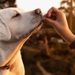 Dog treats