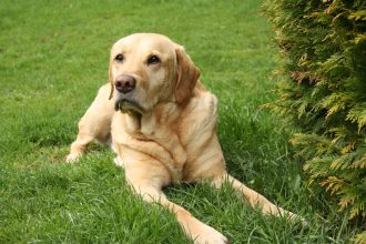 Labrador Dog