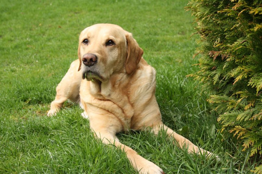 Labrador Dog