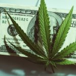 Growth of the cannabis industry