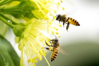 Honey Bee Removal