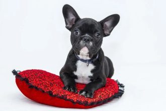 How to Stop Your Dog Whining