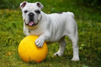 Pet Health: How to Keep Your Dog Happy and Healthy