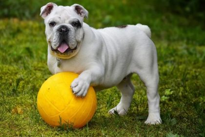 Pet Health: How to Keep Your Dog Happy and Healthy