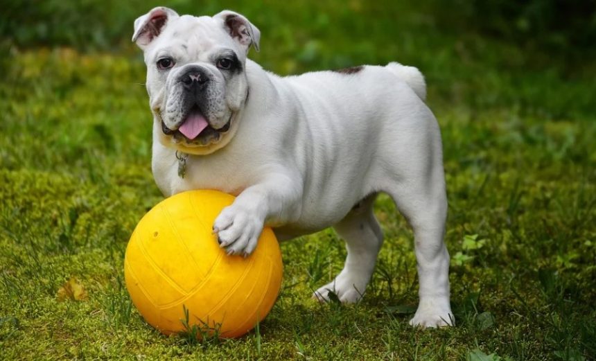 Pet Health: How to Keep Your Dog Happy and Healthy