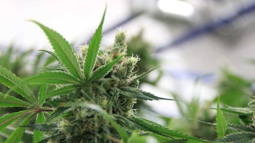 White Widow Feminized Seeds