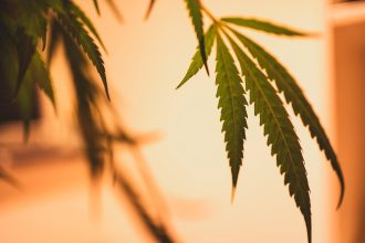 Becoming a CBD Oil Distributor. The Troubles You May Face