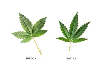 The Outdated Nomenclature of Cannabis