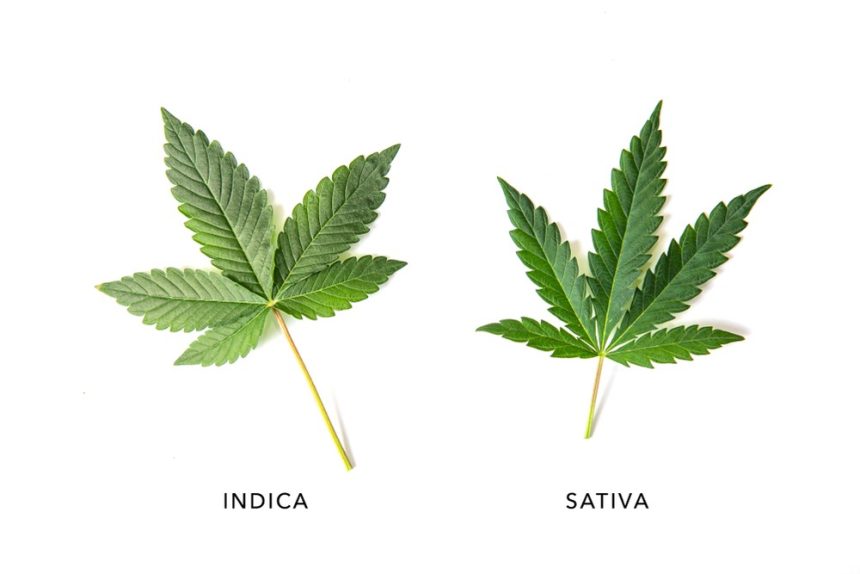 The Outdated Nomenclature of Cannabis