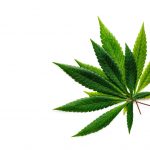 The Outdated Nomenclature of Cannabis