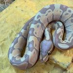 Do pet ball pythons like a tropical terrarium?
