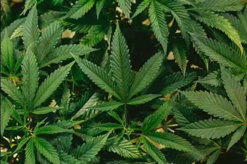 Tips On How To Purchase Marijuana Online Safely