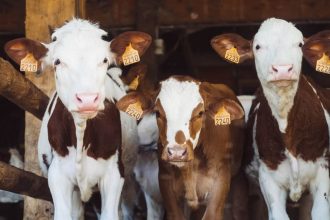 Proven Ways to Protect Your Farm From Pests