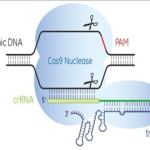 Genome Editing: What We Know About It to Date