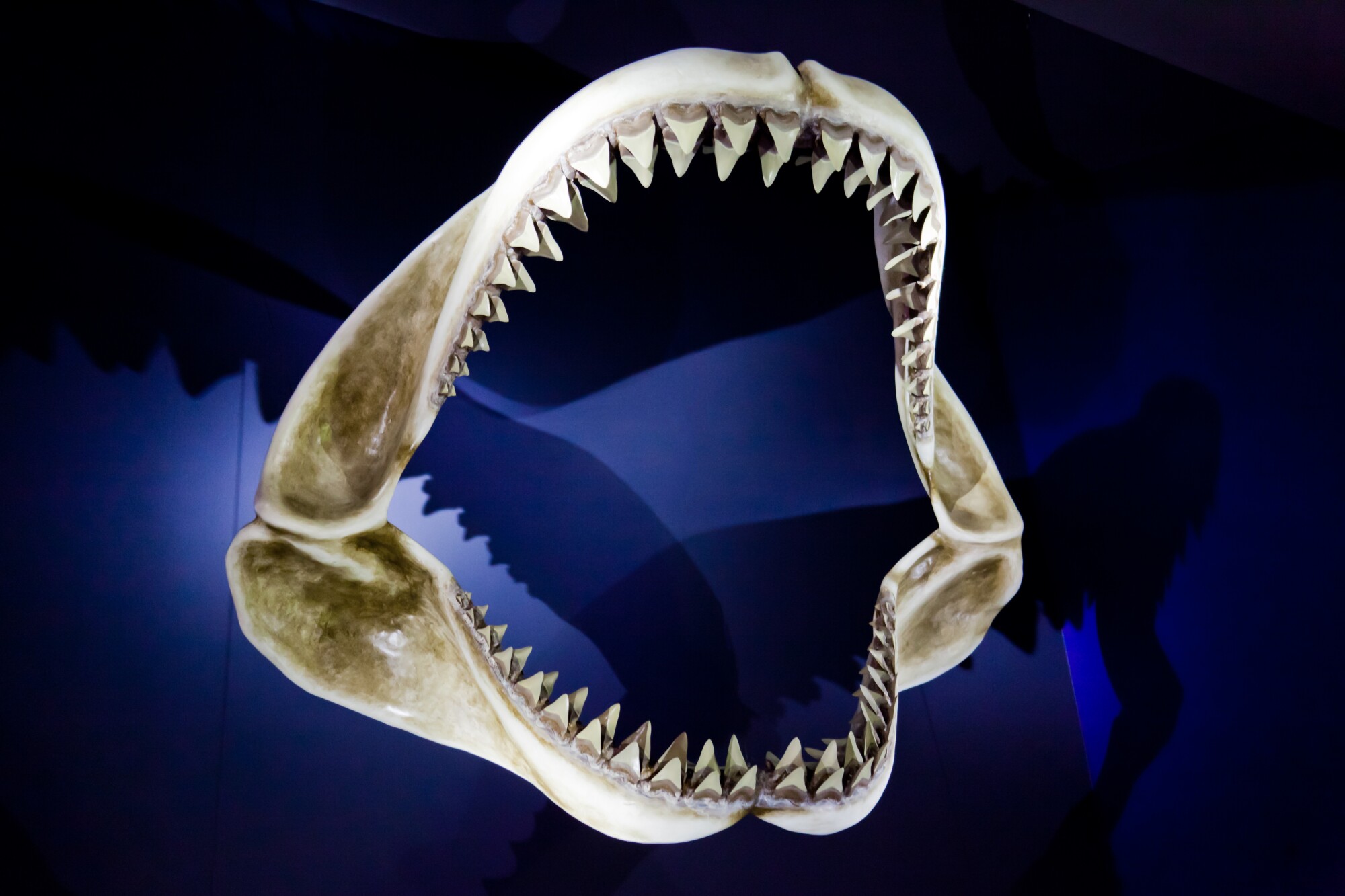 why-is-shark-jaw-cleaning-important-what-you-need-to-know-the-news-god