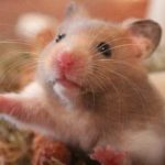 Treats you can buy your hamster