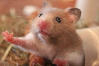 Treats you can buy your hamster