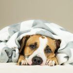 Should I Call My Vet If My Dog Is Vomiting?