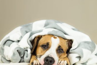 Should I Call My Vet If My Dog Is Vomiting?