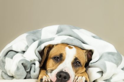 Should I Call My Vet If My Dog Is Vomiting?