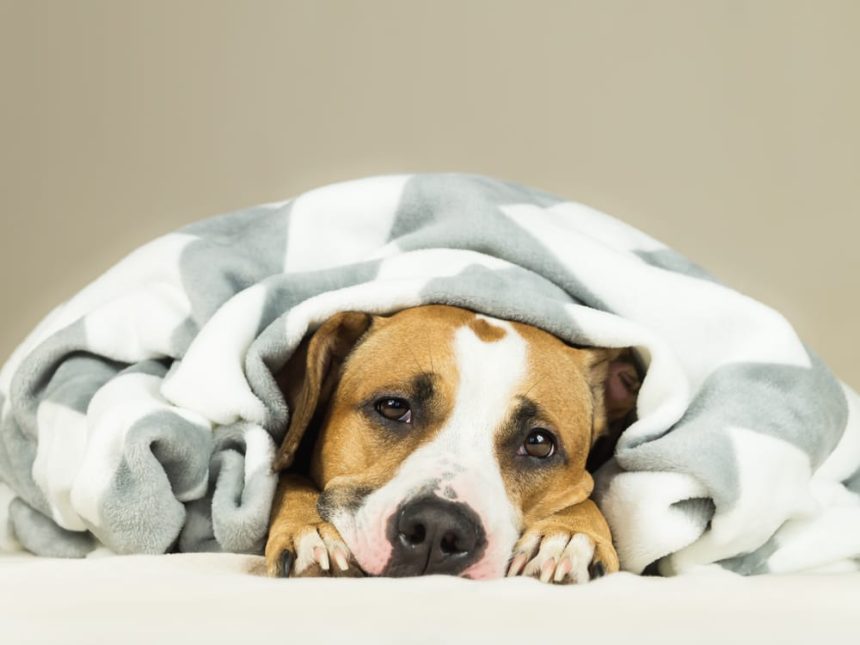 Should I Call My Vet If My Dog Is Vomiting?