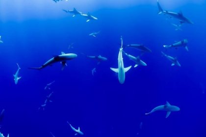 Florida deep sea fishing experience