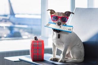Traveling with Your Dog? 10 Helpful Tips and Tricks