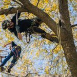 Tree Removal