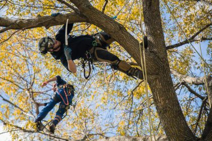 Tree Removal
