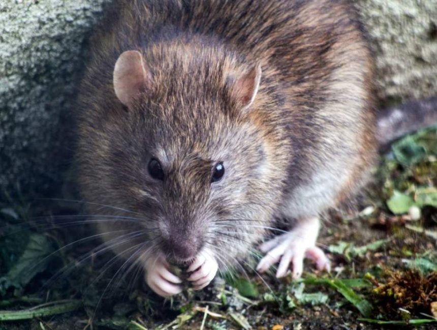 6 Ways to Spot Pests in the Home