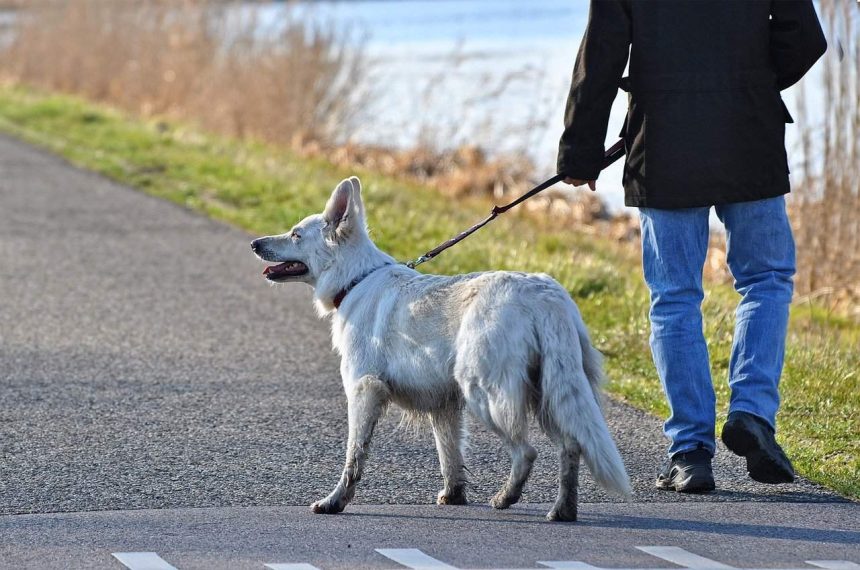 How Much Should You Walk Your Dog?