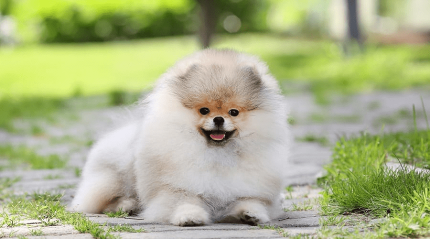 Tea Cup Pomeranian Breed Information