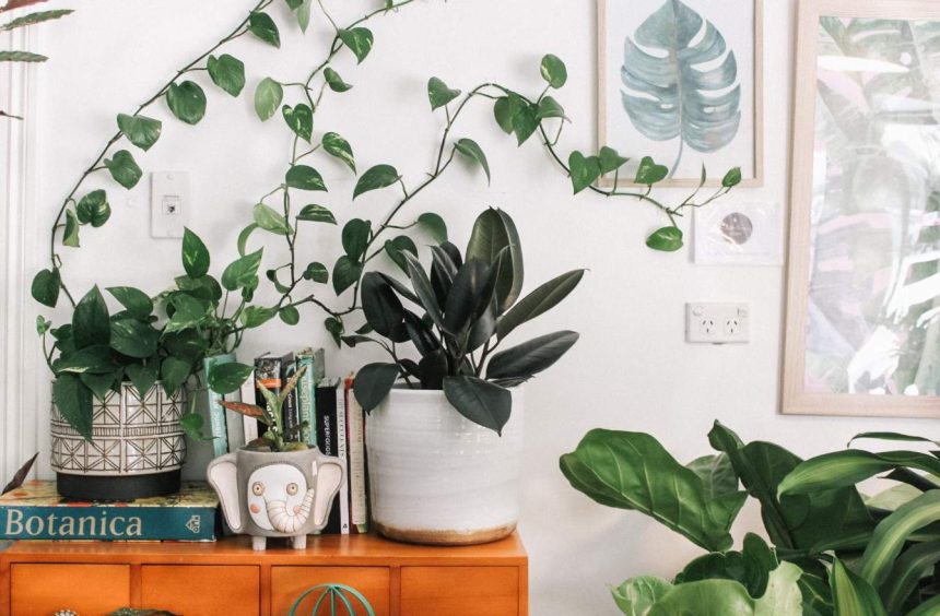 Urban jungle in your home