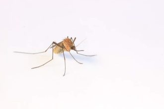 Saving Your Home From Mosquitoes: Have This Checklist?