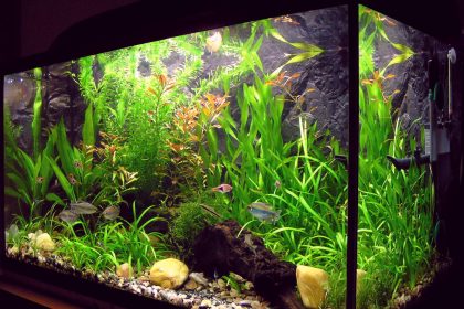 Fish in aquarium