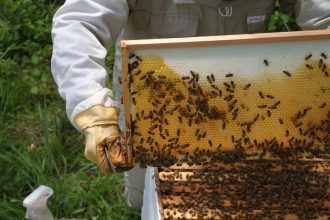 Having Bees