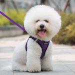 Top Tips on Keeping Your Dog From Escaping the Harness