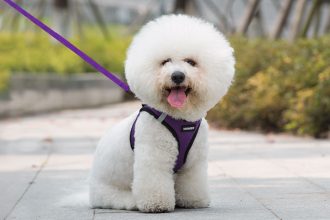 Top Tips on Keeping Your Dog From Escaping the Harness