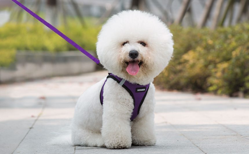 Top Tips on Keeping Your Dog From Escaping the Harness
