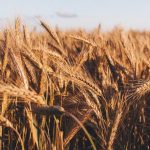 How To Invest In Wheat?