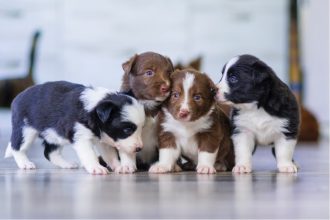 How to Create a Puppy Feeding Schedule