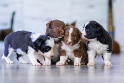 How to Create a Puppy Feeding Schedule