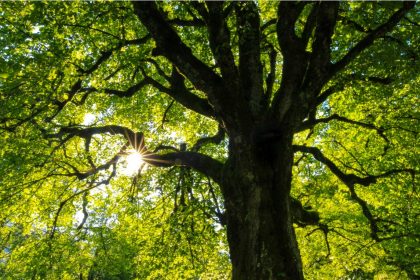 What Are Memorial Trees And Why Is It A Growing Trend?