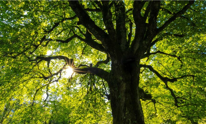What Are Memorial Trees And Why Is It A Growing Trend?