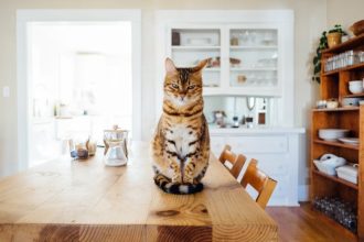 6 Ways to Welcome a New Cat to Your Abode