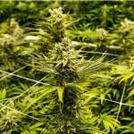 Does weed make you feel insecure?